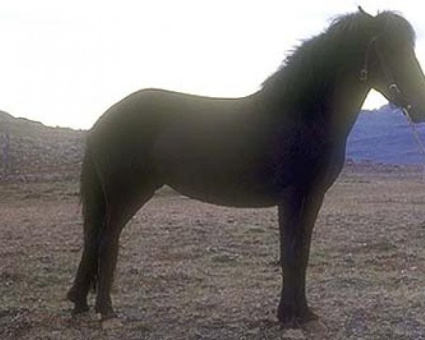 broodmare Hrefna frá Sauðárkróki (Iceland Horse, 1968, from Sörli frá Sauðárkróki)