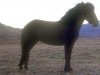 broodmare Hrefna frá Sauðárkróki (Iceland Horse, 1968, from Sörli frá Sauðárkróki)