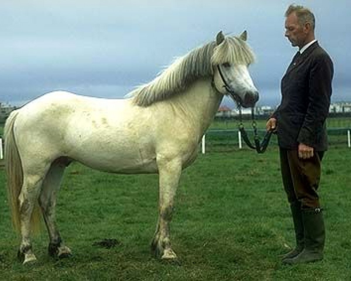 Deckhengst Hrímnir frá Vilmundarstöðum (Islandpferd, 1958, von Grani fra Vilmundarstödum)