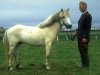 stallion Hrímnir frá Vilmundarstöðum (Iceland Horse, 1958, from Grani fra Vilmundarstödum)