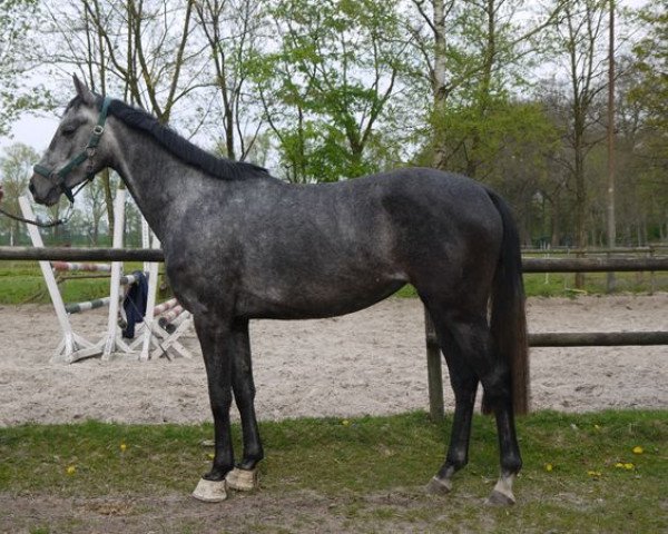 dressage horse Stutfohlen (Oldenburg, 2014, from Diamo Gold)