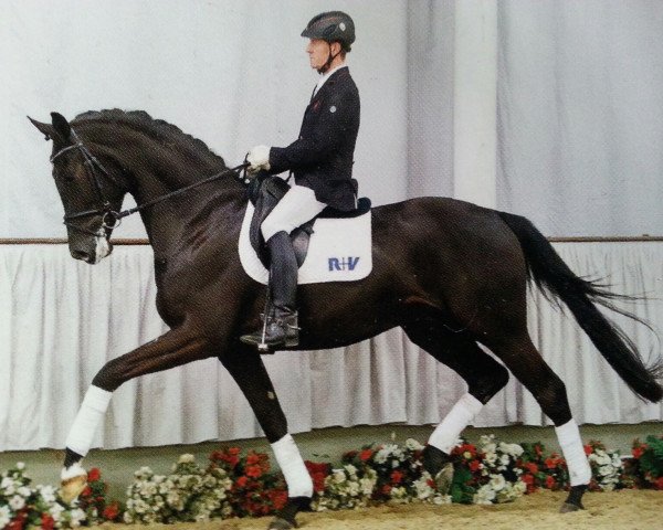 dressage horse Stresemann (Westphalian, 2013, from Stoiber SN)