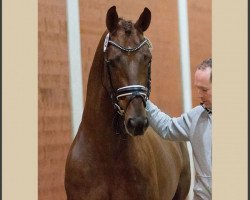 stallion Vilancio (Oldenburg, 2011, from Vitalis)