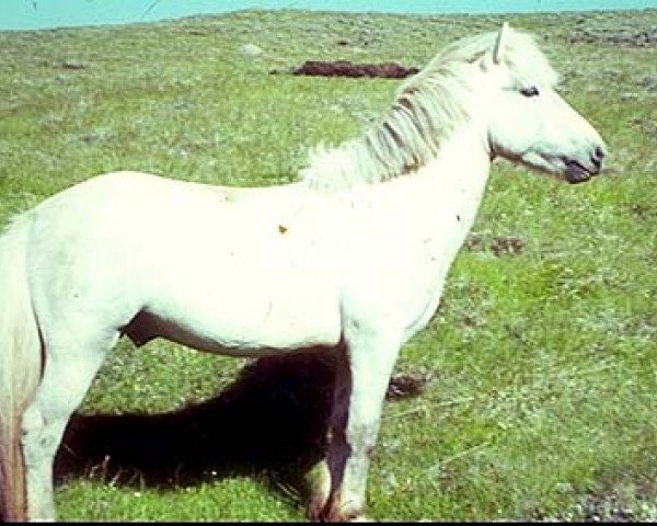 stallion Snær frá Laugarvatni (Iceland Horse, 1965, from Hrímnir frá Vilmundarstöðum)