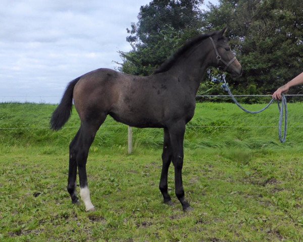 jumper Colestus Lady (Oldenburg show jumper, 2015, from Colestus)