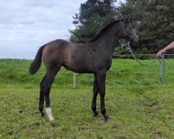 Springpferd Colestus Lady (Oldenburger Springpferd, 2015, von Colestus)