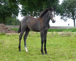 jumper Cornet's Babe LM (Holsteiner, 2015, from Cornet Obolensky)