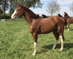 jumper Balouwe II LM (Hanoverian, 2015, from Gabalou du Rouet)