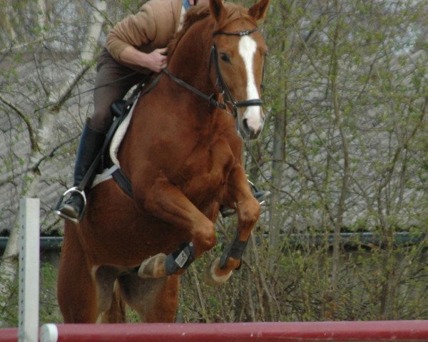 jumper Carlson (Trakehner, 2005, from Schneesturm)