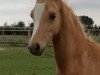 Dressurpferd Golden Prince N (Deutsches Reitpony, 2017, von Golden West NRW)