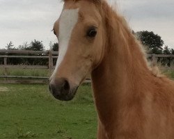 dressage horse Golden Prince N (German Riding Pony, 2017, from Golden West NRW)