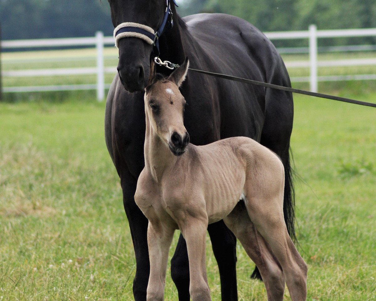 broodmare Rarität (Oldenburg, 2009, from Rohdiamant)