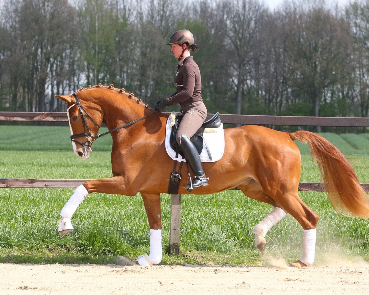 dressage horse Flore M (Hanoverian, 2013, from Foundation 2)