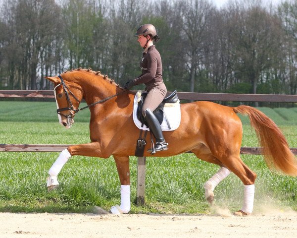 dressage horse Flore M (Hanoverian, 2013, from Foundation 2)