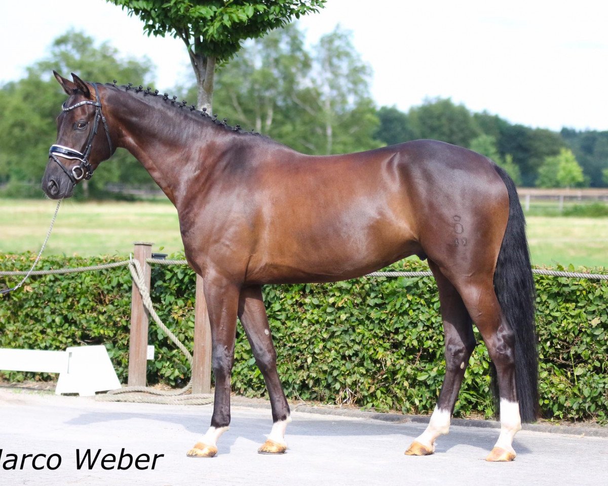 dressage horse Avignon S 3 (Oldenburg, 2013, from Astrix)