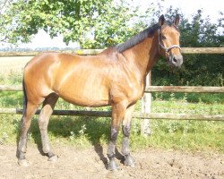 horse Casparo (Trakehner, 2004, from Kasparow)