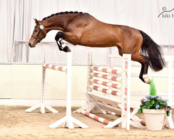 stallion Lyndon (Hanoverian, 2013, from Numero Uno)
