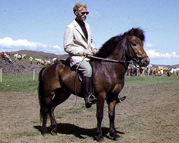 Deckhengst Loki frá Hesti (Islandpferd, 1966, von Nökkvi frá Hólmi)