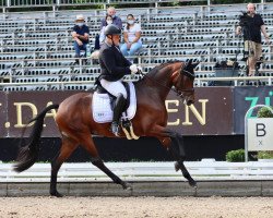 dressage horse Morricona (Oldenburg, 2016, from Morricone)