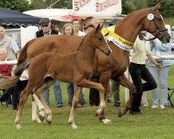 jumper Cosmopolitan 40 (Hanoverian, 2008, from Canturo)