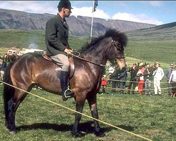 Zuchtstute Irpa frá Kyljuholti (Islandpferd, 1956, von Hóla-Jarpur frá Hólum)