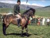 broodmare Irpa frá Kyljuholti (Iceland Horse, 1956, from Hóla-Jarpur frá Hólum)