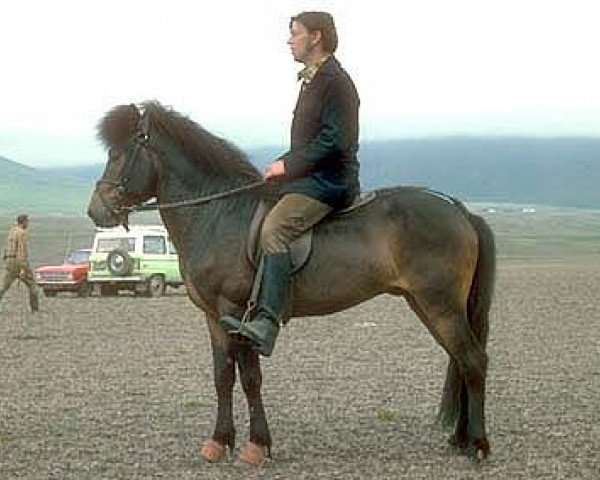 horse Ringó frá Ásgeirsbrekku (Iceland Horse, 1970, from Lýsingur frá Voðmúlastöðum 409)