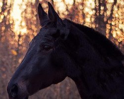 horse Allegria (Trakehner, 2000, from Gadsby)