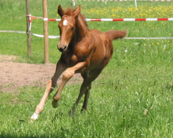 horse Camalo (Oldenburg, 2005, from Concetto)