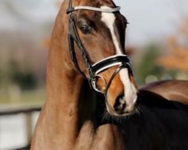 dressage horse Belle Fleur 52 (Hanoverian, 2011, from Belissimo NRW)