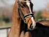 dressage horse Belle Fleur 52 (Hanoverian, 2011, from Belissimo NRW)