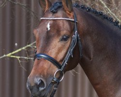 jumper Leon 653 (Hanoverian, 2013, from Lordanos)