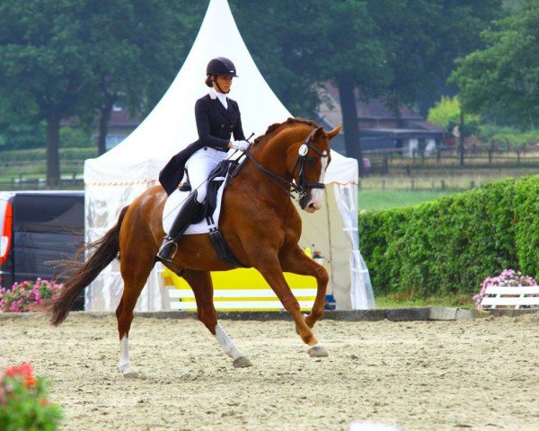 dressage horse Higgins (Hanoverian, 2004, from His Highness)