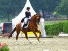 dressage horse Higgins (Hanoverian, 2004, from His Highness)