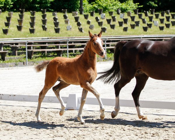 Dressurpferd LiLu D (Deutsches Reitpony, 2017, von HET Don´t forget me)