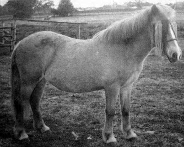 broodmare Blesa frá Hólmi (Iceland Horse, 1965, from Glófaxi frá Vindási)