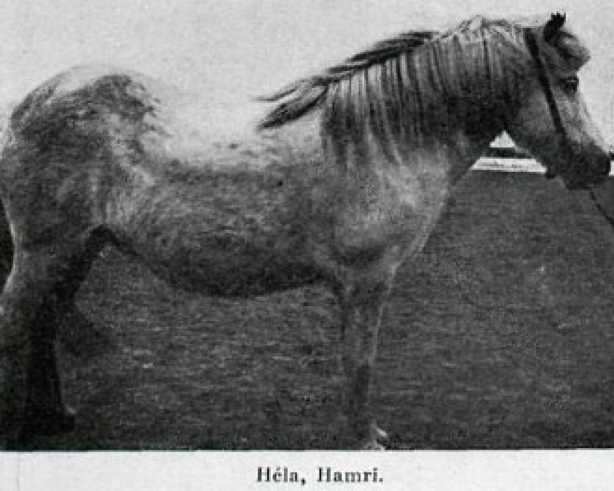 broodmare Héla frá Hamri (Iceland Horse, 1923)