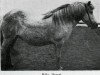 broodmare Héla frá Hamri (Iceland Horse, 1923)
