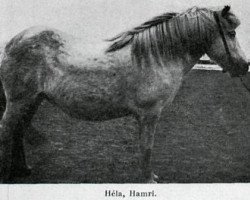 broodmare Héla frá Hamri (Iceland Horse, 1923)