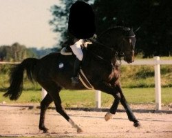 Springpferd Dubbeldam (Österreichisches Warmblut, 2012, von Dollar D'Or Sb)