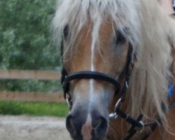 Pferd Hooligan De La Nee (Haflinger, 1995, von Stecher (1,57% ox))