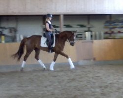 dressage horse Label Rouge (Hanoverian, 2014, from Livaldon)