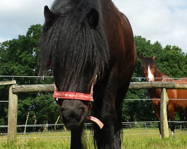 Pferd San Diego (Shetland Pony, 2015, von Stef v.d. Mulder)