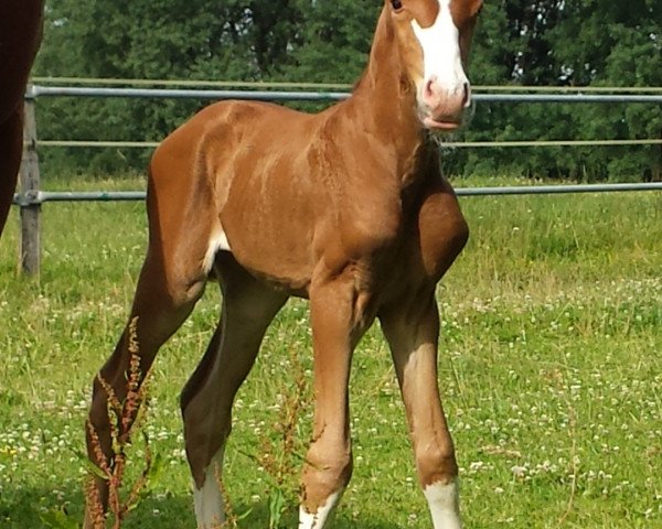 dressage horse Smilla (Hanoverian, 2017, from Sir Donnerhall I)