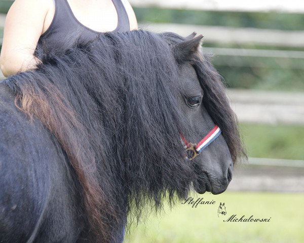 stallion Walter van de Bloemhof (Shetland Pony, 2005, from Balade van de Römer)