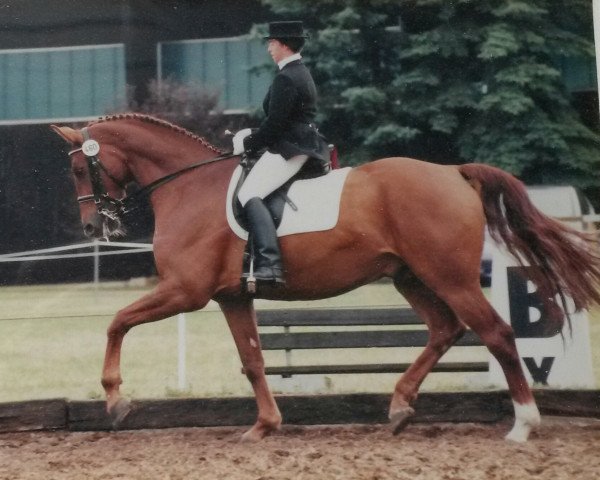 dressage horse Ravallo 5 (Oldenburg, 1991, from Rubinstein I)