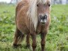 broodmare Silviga v. d. Bredeweg (Shetland pony (under 87 cm), 2009, from Manfred v.Valkenblick)