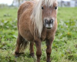 Zuchtstute Silviga v. d. Bredeweg (Shetland Pony (unter 87 cm), 2009, von Manfred v.Valkenblick)