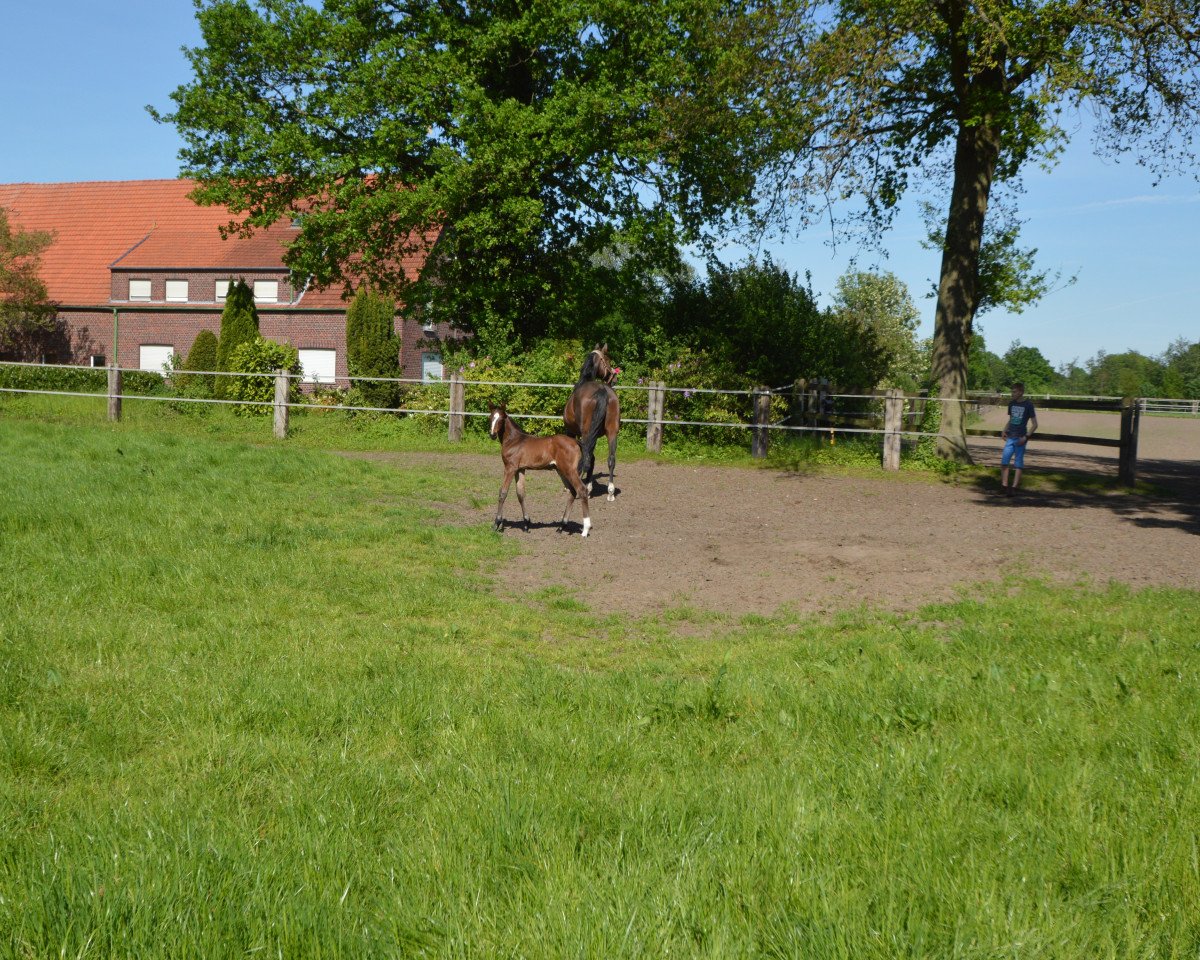 Springpferd Jaguarelle (Hannoveraner, 2017, von Jaguar Mail)