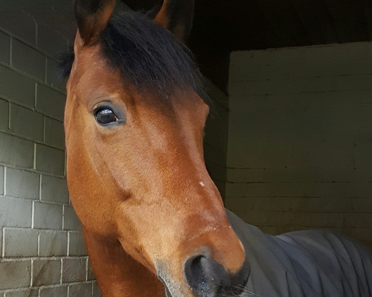 dressage horse Alinda 4 (Mecklenburg, 2003, from Abrax)